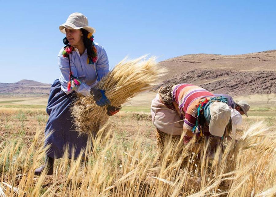 نقص وارتفاع كلفة اليد العاملة يهددان موسم الحصاد