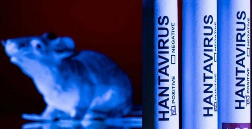 Hantavirüs: Küresel Sağlık Uyanıklığı, Covid-19'dan Miras Kalan Endişeleri Yeniden Canlandırıyor