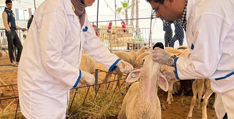 أونسا يشدد الرقابة على صحة الأضاحي في مختلف المدن قبل العيد