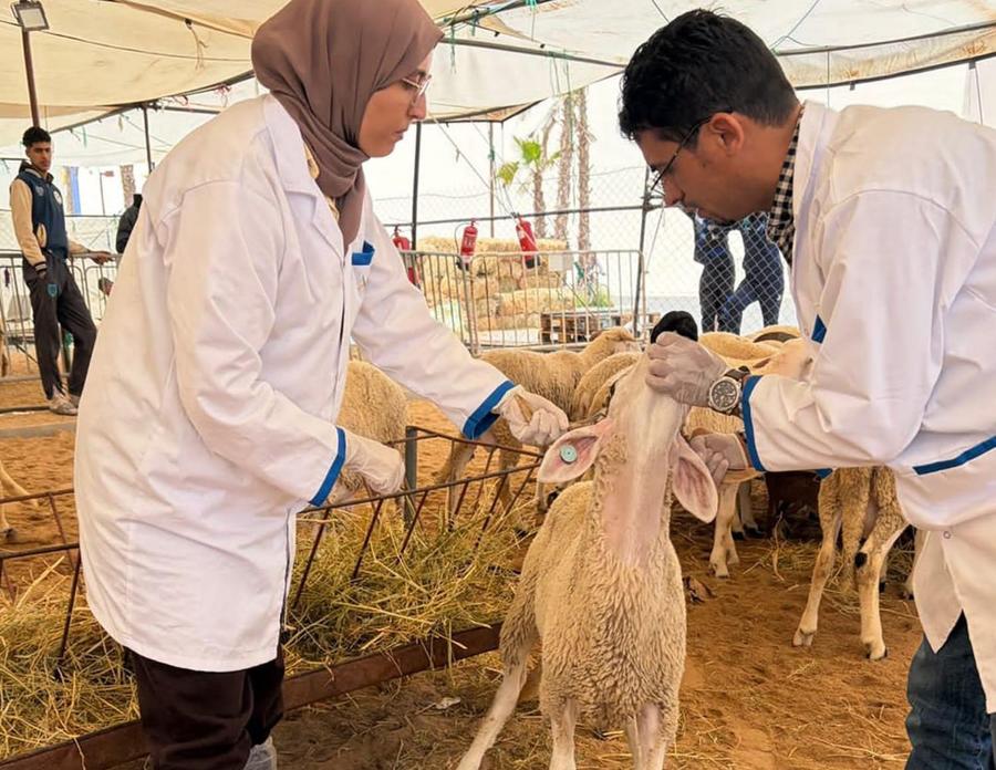 أونسا يشدد الرقابة على صحة الأضاحي في مختلف المدن قبل العيد