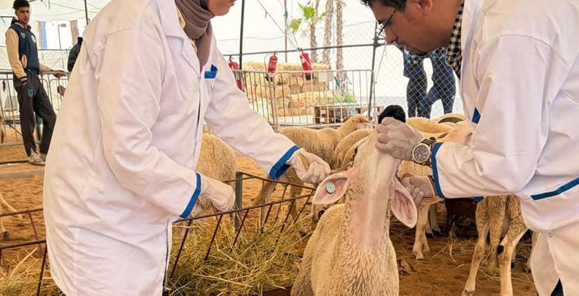 أونسا يشدد الرقابة على صحة الأضاحي في مختلف المدن قبل العيد