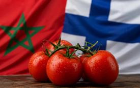 Le Maroc double ses exportations de tomates vers la Finlande et atteint un niveau record