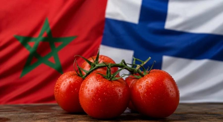 Le Maroc double ses exportations de tomates vers la Finlande et atteint un niveau record