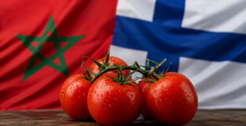 Le Maroc double ses exportations de tomates vers la Finlande et atteint un niveau record
