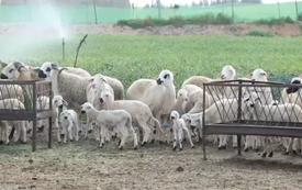 Authorities intensify livestock supply monitoring ahead of Eid al-Adha