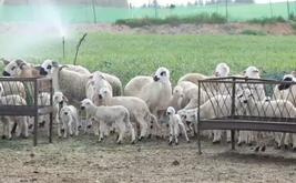Authorities intensify livestock supply monitoring ahead of Eid al-Adha
