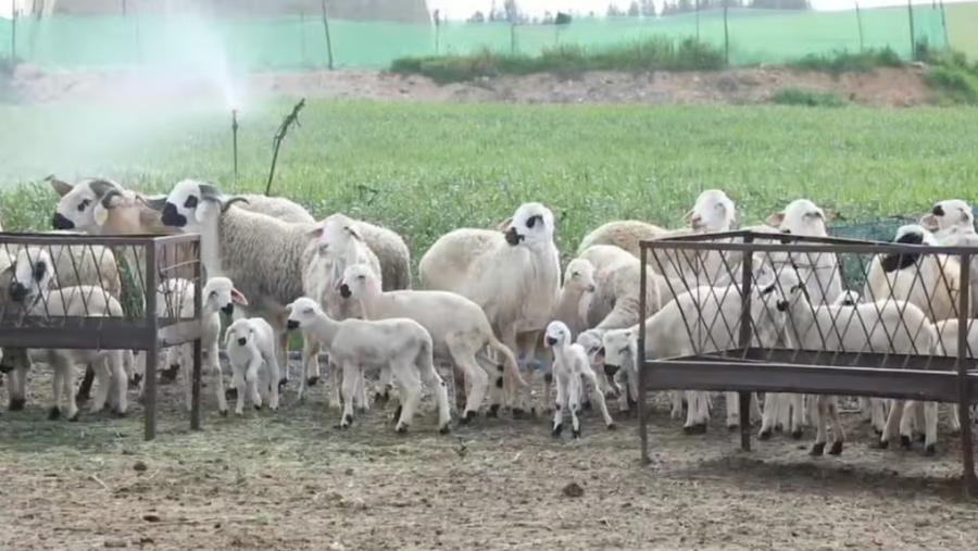 Authorities intensify livestock supply monitoring ahead of Eid al-Adha