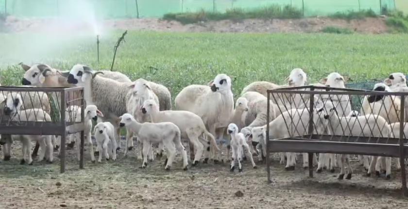 Authorities intensify livestock supply monitoring ahead of Eid al-Adha