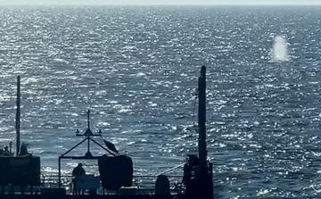 Denmark investigates whether dead whale is Germany’s rescued humpback “Timmy”