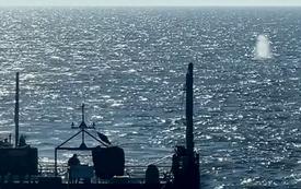 Denmark investigates whether dead whale is Germany’s rescued humpback “Timmy”