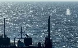 Denmark investigates whether dead whale is Germany’s rescued humpback “Timmy”