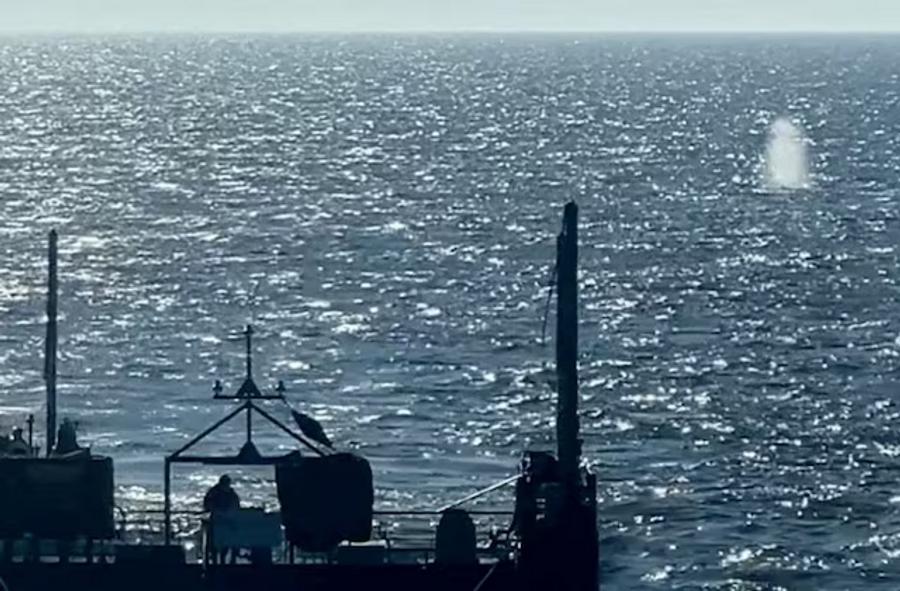 Denmark investigates whether dead whale is Germany’s rescued humpback “Timmy”