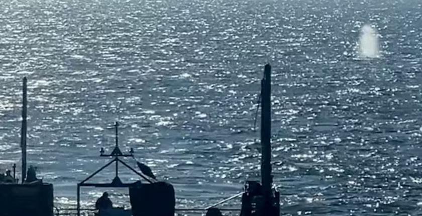 Denmark investigates whether dead whale is Germany’s rescued humpback “Timmy”