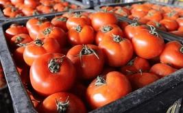 Moroccan tomato exports to Finland reach record high level