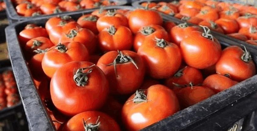 Moroccan tomato exports to Finland reach record high level