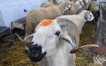 Fès-Meknès renforce son offre de cheptel avant l’Aïd Al-Adha 1447