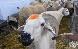 Fès-Meknès renforce son offre de cheptel avant l’Aïd Al-Adha 1447