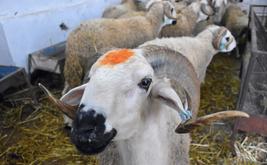 Fès-Meknès renforce son offre de cheptel avant l’Aïd Al-Adha 1447