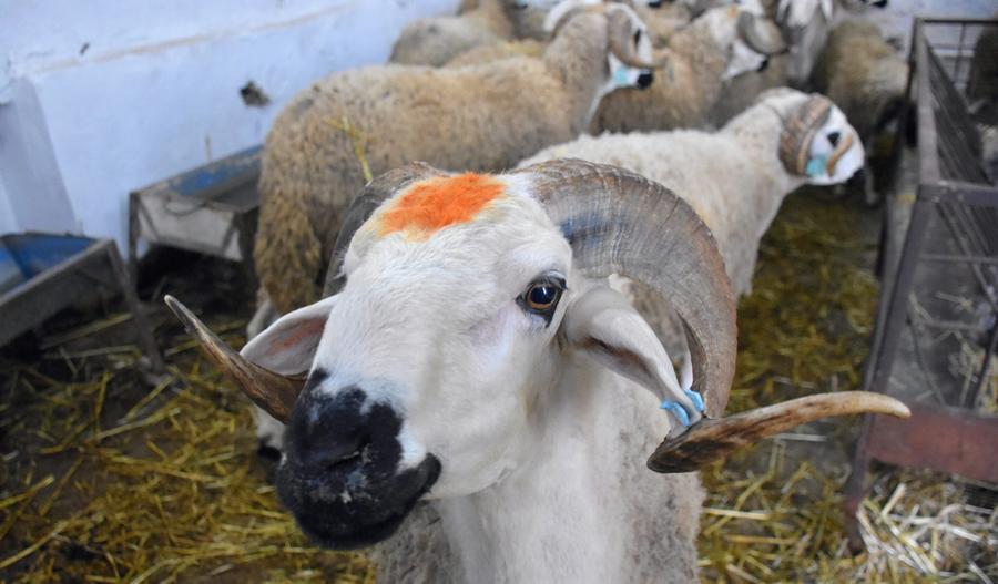 Fès-Meknès renforce son offre de cheptel avant l’Aïd Al-Adha 1447