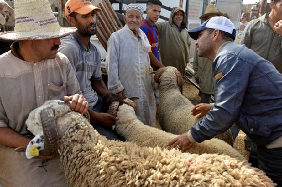 تجهيز حوالي 565 سوقا لبيع الماشية لضمان تموين عيد الأضحى 1447 هـ