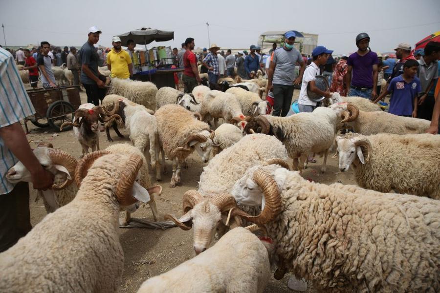 عرض الأضاحي يتراوح بين 8 و9 ملايين رأس