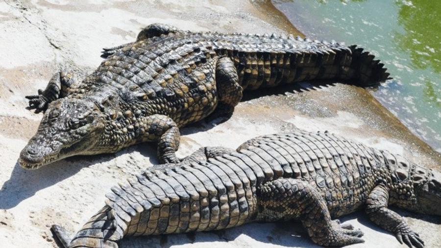 Le Maroc relance le projet de réintroduction du crocodile dans son habitat naturel