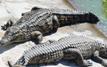 Le Maroc relance le projet de réintroduction du crocodile dans son habitat naturel