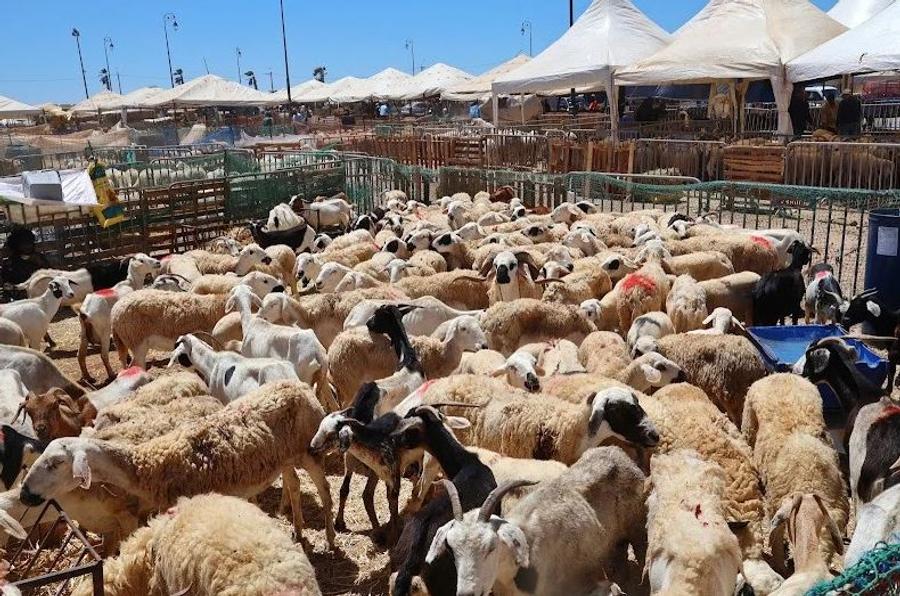 جهة بني ملال تستعد لتوفير 1.4 مليون أضحية