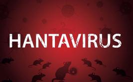 Hantavirus: Erhöhte weltweite Wachsamkeit gegenüber einem seltenen, von Nagetieren übertragenen Virus