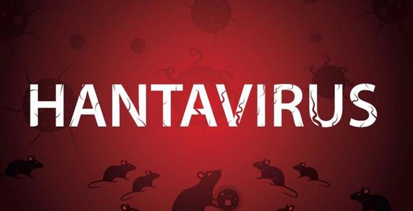 Hantavírus: Aumento da Vigilância Global Contra um Vírus Raro Transmitido por Roedores