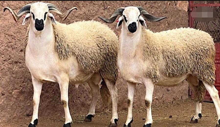 الأسواق الكبرى تعلن الصردي ب81 درهما للكيلوغرام