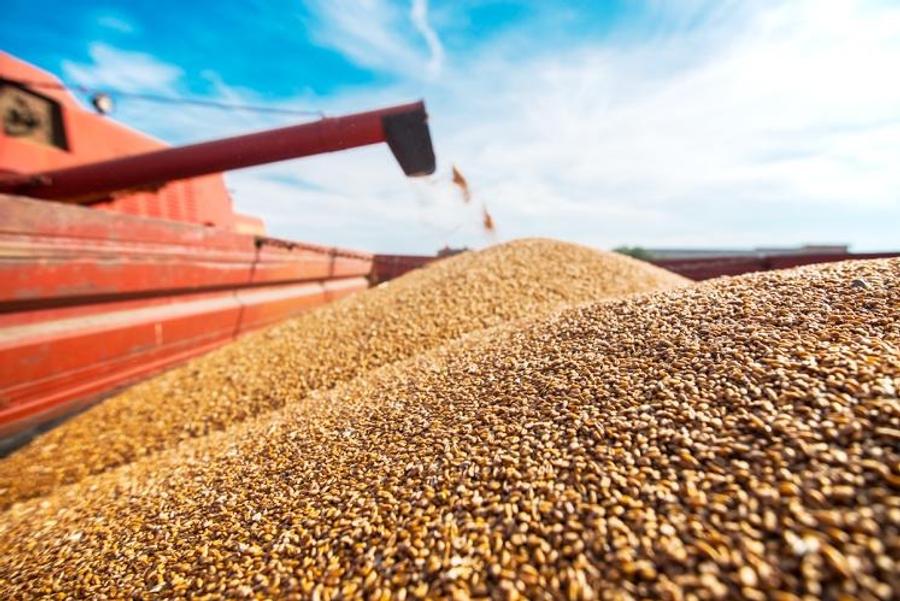 Le Maroc suspend temporairement les importations de blé tendre après une récolte céréalière exceptionnelle