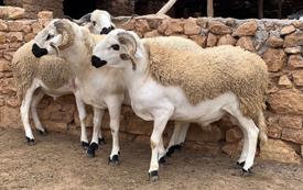 أضحية العيد في التصوف الإسلامي