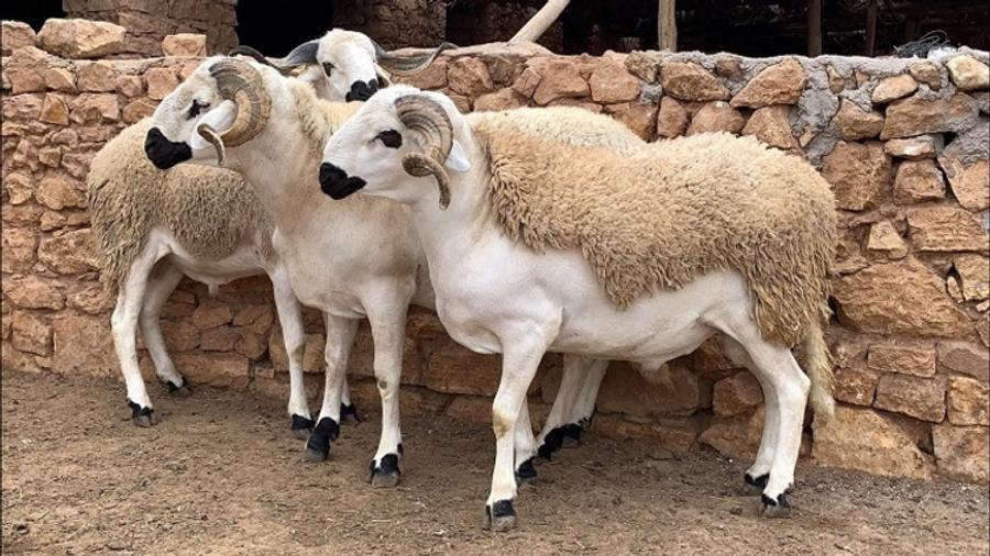 أضحية العيد في التصوف الإسلامي