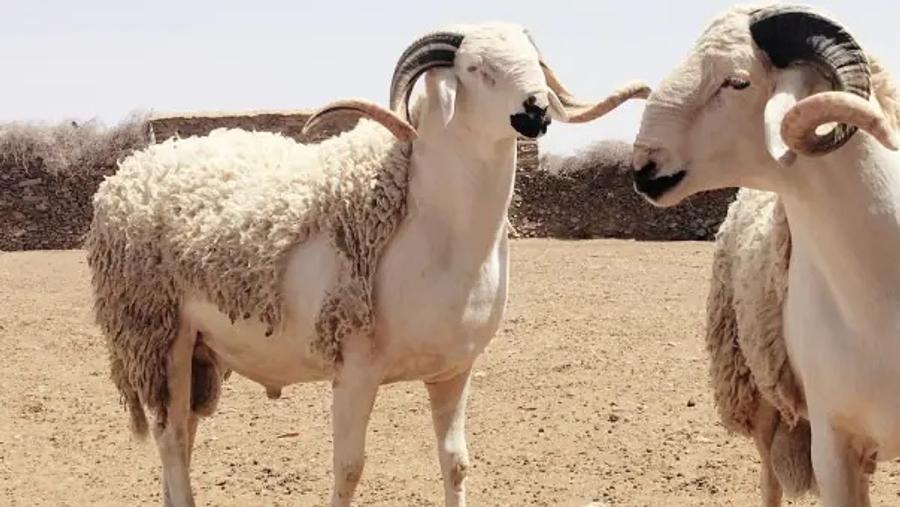 أونسا تحذر المغاربة قبل شراء أضحية العيد