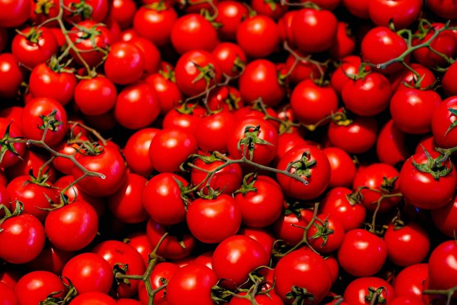 Crise agricole en Europe : la tomate marocaine tire son épingle du jeu