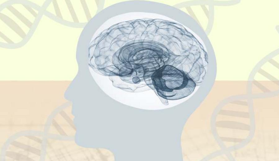 First brain histamine map links molecule to major psychiatric disorders