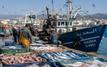 ONP : les débarquements de poissons augmentent sur la côte méditerranéenne marocaine