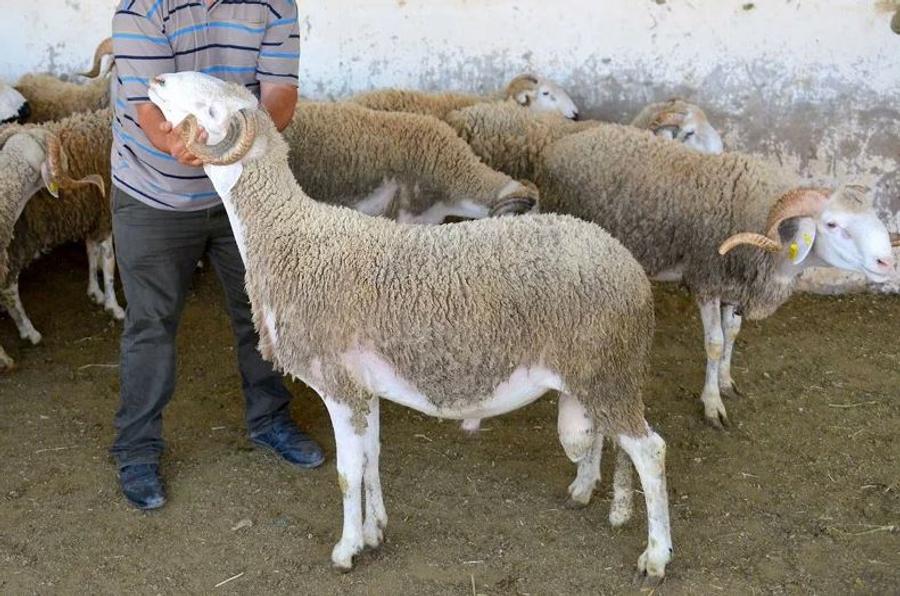 مطالب برلمانية بتوضيح وضع القطيع الوطني
