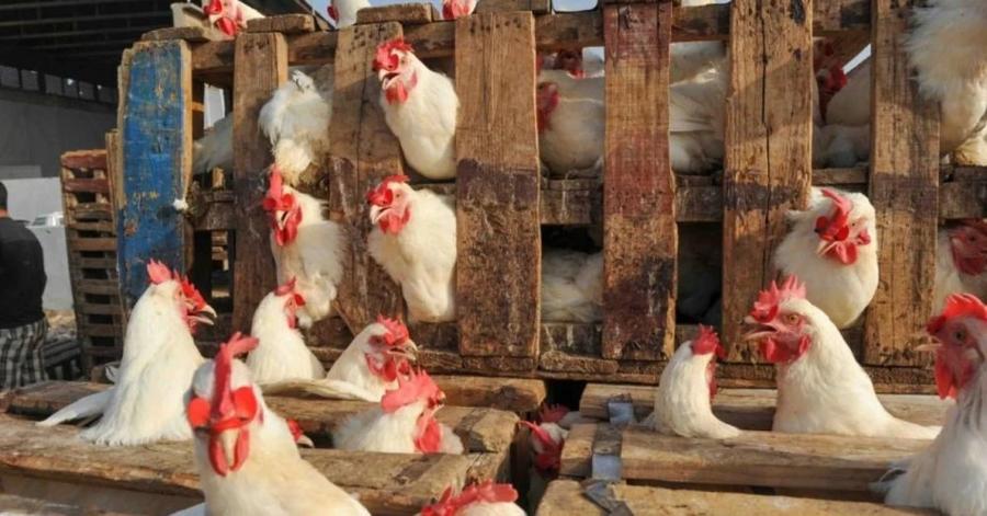 Filière avicole : Le Maroc autorise à nouveau les importations en provenance du Portugal