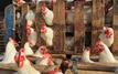 Filière avicole : Le Maroc autorise à nouveau les importations en provenance du Portugal