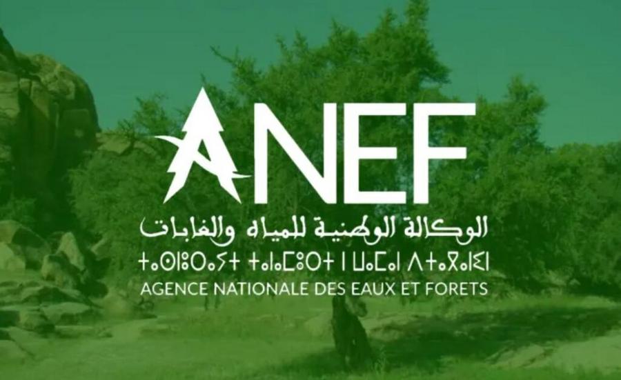 National Forestry Agency reaffirms commitment to protecting cedar forests as a strategic national heritage