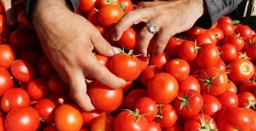 قفزة كبيرة في أسعار الطماطم