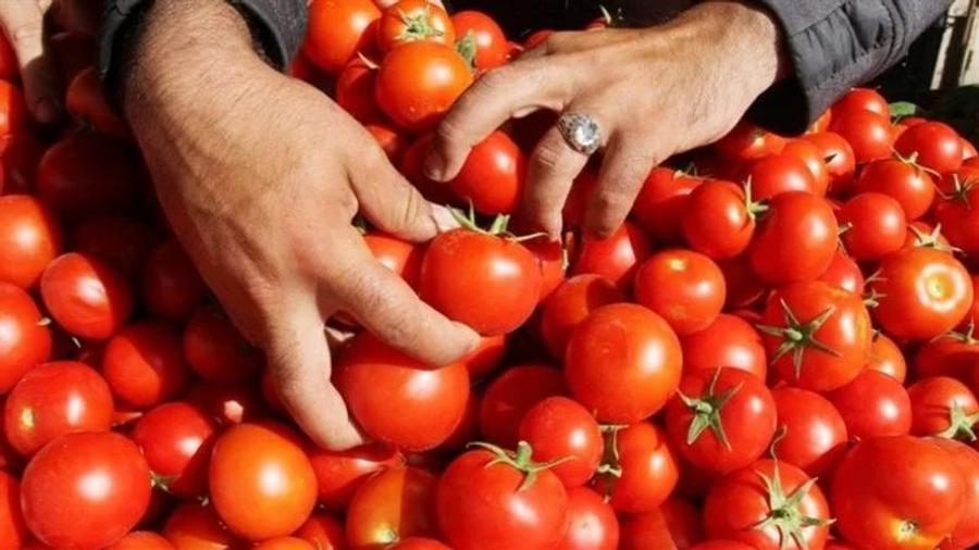قفزة كبيرة في أسعار الطماطم