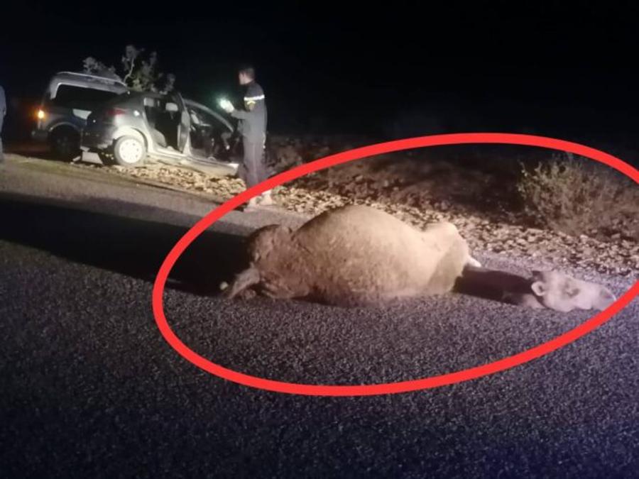 قطيع جمال يتسبب في حادث سير خطير بزاكورة