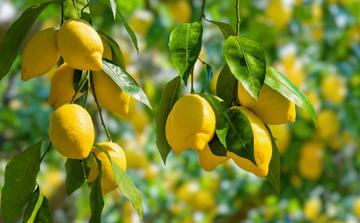 Le citron marocain retrouve des couleurs sur les marchés internationaux