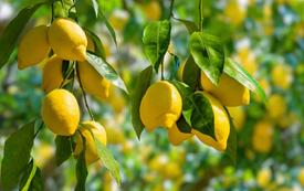 Le citron marocain retrouve des couleurs sur les marchés internationaux