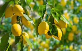 Le citron marocain retrouve des couleurs sur les marchés internationaux