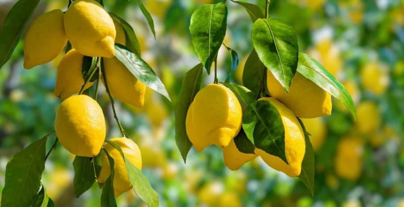 Le citron marocain retrouve des couleurs sur les marchés internationaux