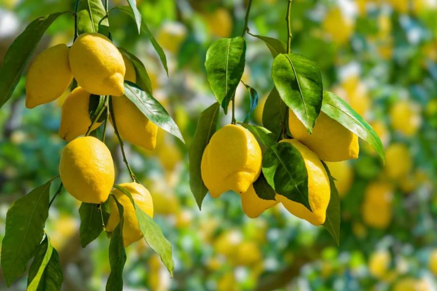 Le citron marocain retrouve des couleurs sur les marchés internationaux